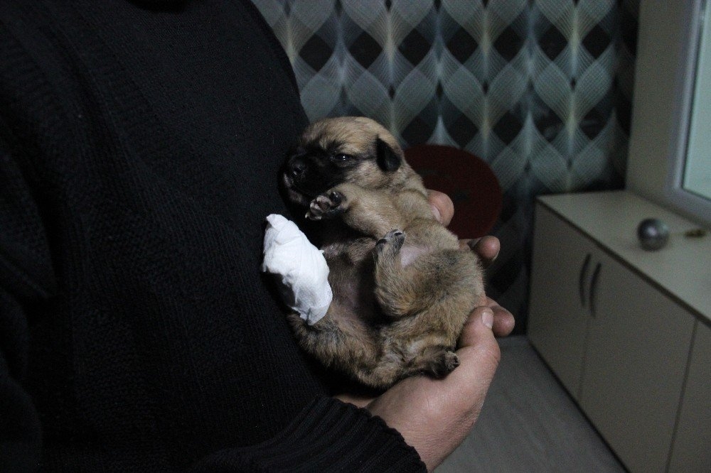 Karaman'da Köprü Altında Bir Ayağı Ve Kuyruğu Kesilmiş Yavru Köpek Bulun 5