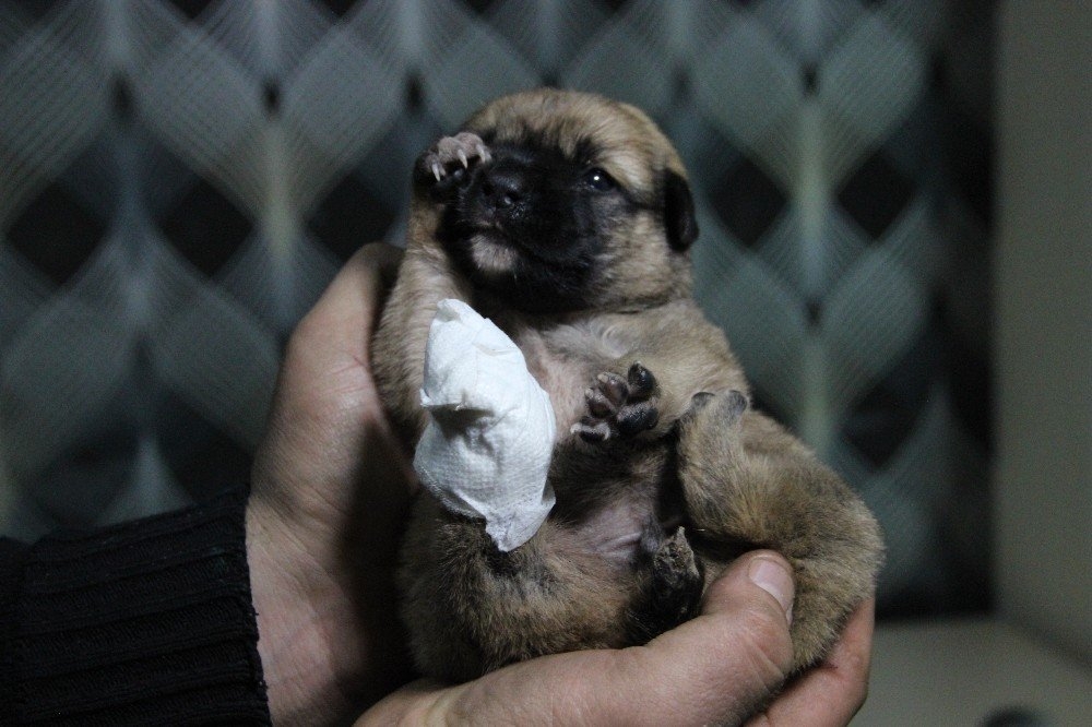Karaman'da Köprü Altında Bir Ayağı Ve Kuyruğu Kesilmiş Yavru Köpek Bulun 6