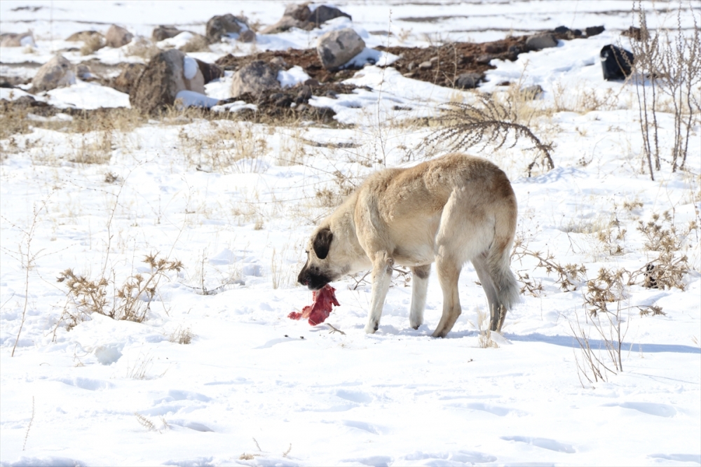 Niğde'de Minik Öğrenciler Hayvanlar İçin Doğaya Yem Bıraktı 9