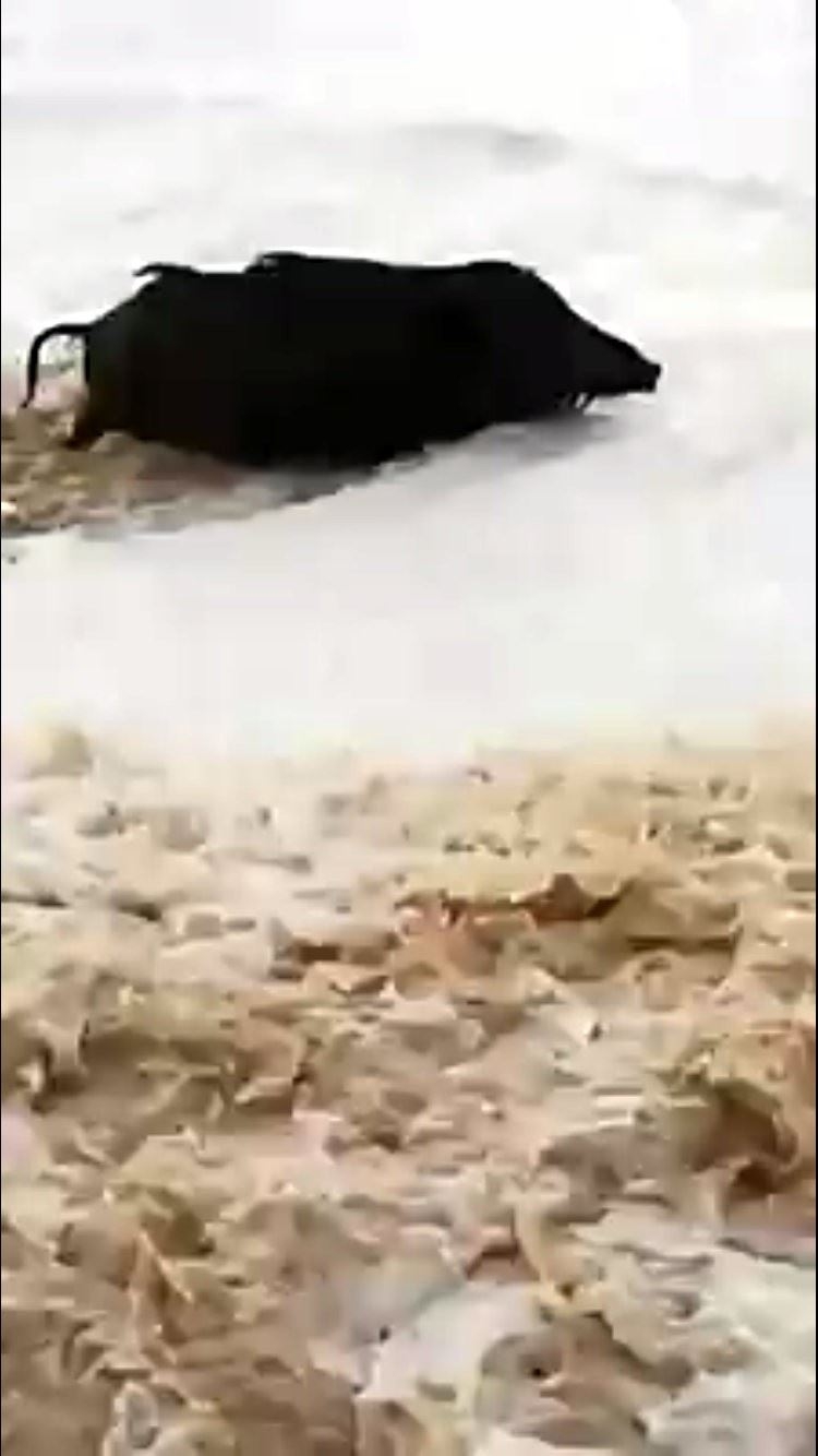 Yaban Domuzunun Konyaaltı Sahilinde Dev Dalgalarla Mücadelesi 1