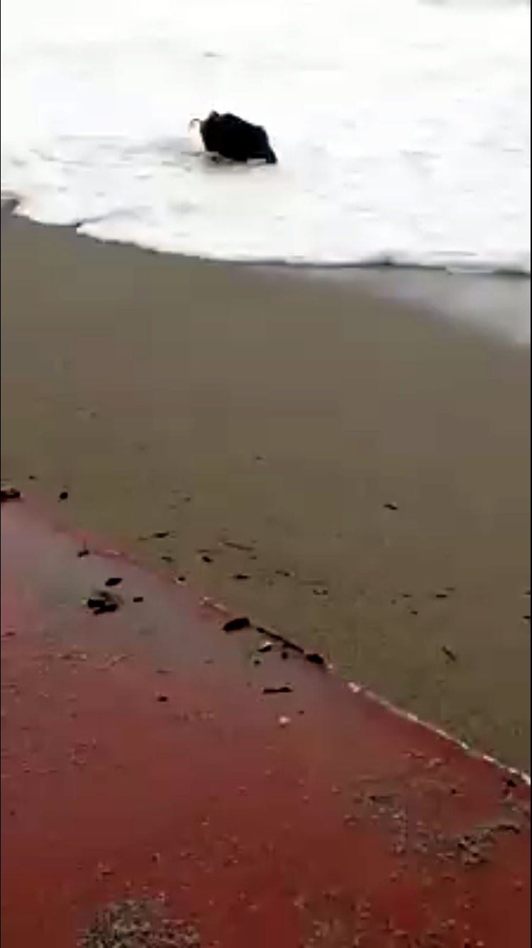 Yaban Domuzunun Konyaaltı Sahilinde Dev Dalgalarla Mücadelesi 2