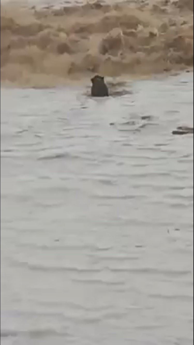 Yaban Domuzunun Konyaaltı Sahilinde Dev Dalgalarla Mücadelesi 3