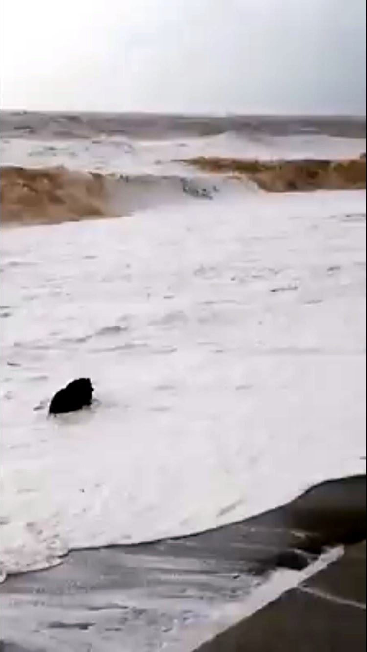 Yaban Domuzunun Konyaaltı Sahilinde Dev Dalgalarla Mücadelesi 4