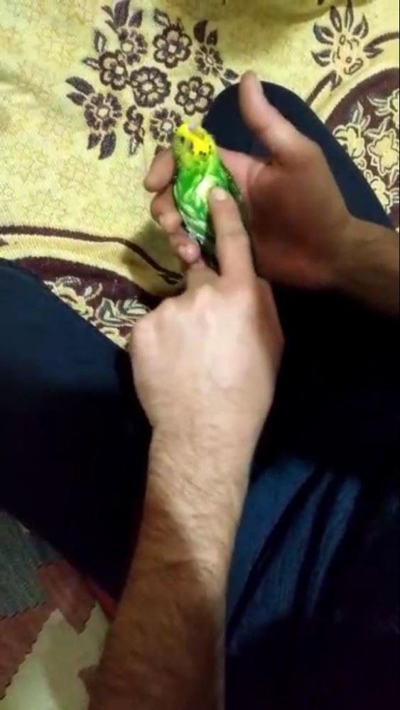 Antalya'da Ölen Kuşları İçin Gözyaşlarına Boğuldu 1