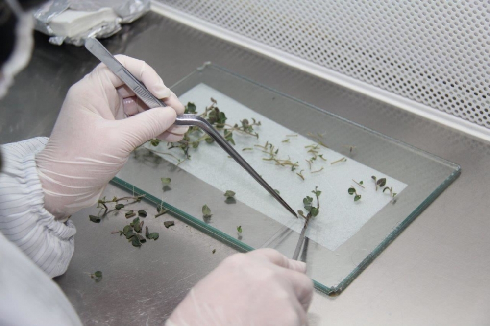 Patates Tohumun da Yerli Atılım 1