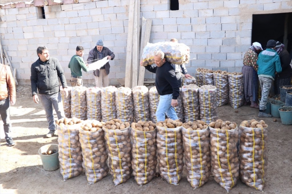 Tanzim Satışın Patatesi Niğde'den 5