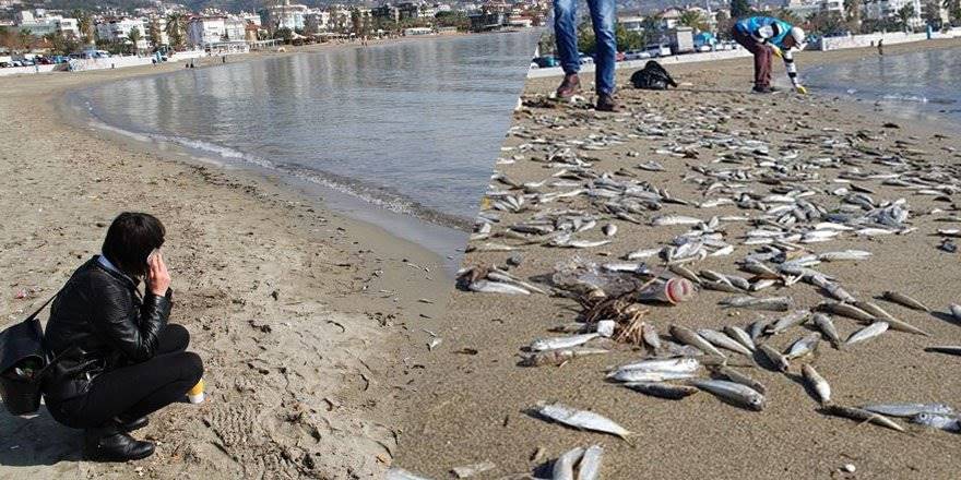 Antalya’da Binlerce Balık Sahile Vurdu