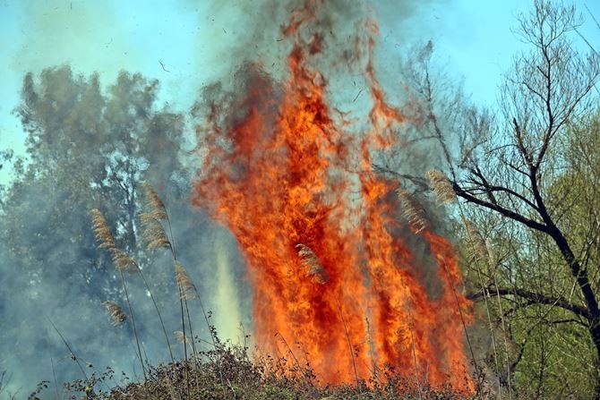 Antalya’da Korkutan Sazlık Yangını 1