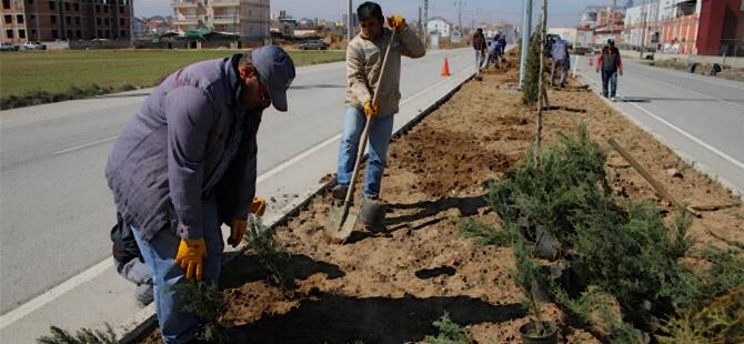 Yeşil Bir Karaman İçin Ağaçlandırma Çalışmaları Sürüyor 7