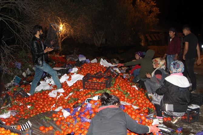 Antalya'da Karayolu Domates Tarlasına Döndü 8