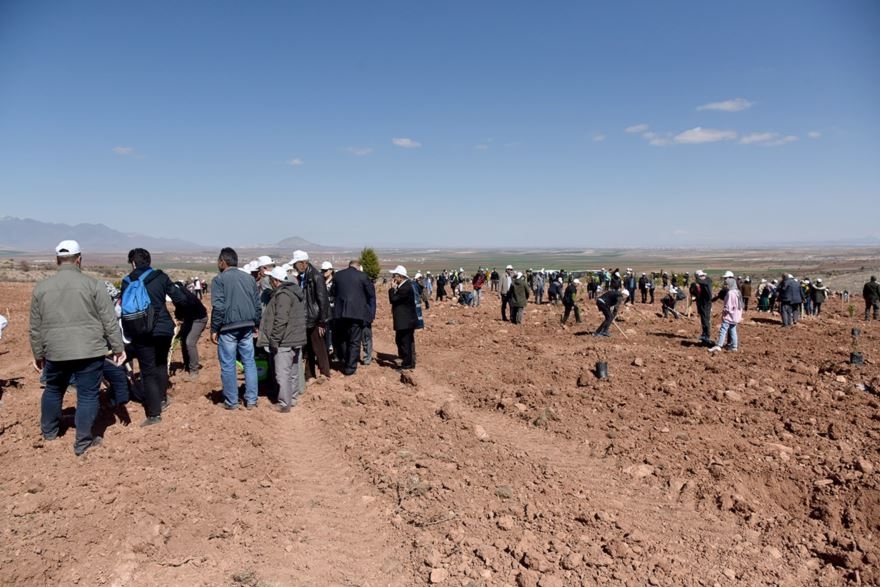 Karaman'da 30 Hektar Arazi Ağaçlandırılıyor 14