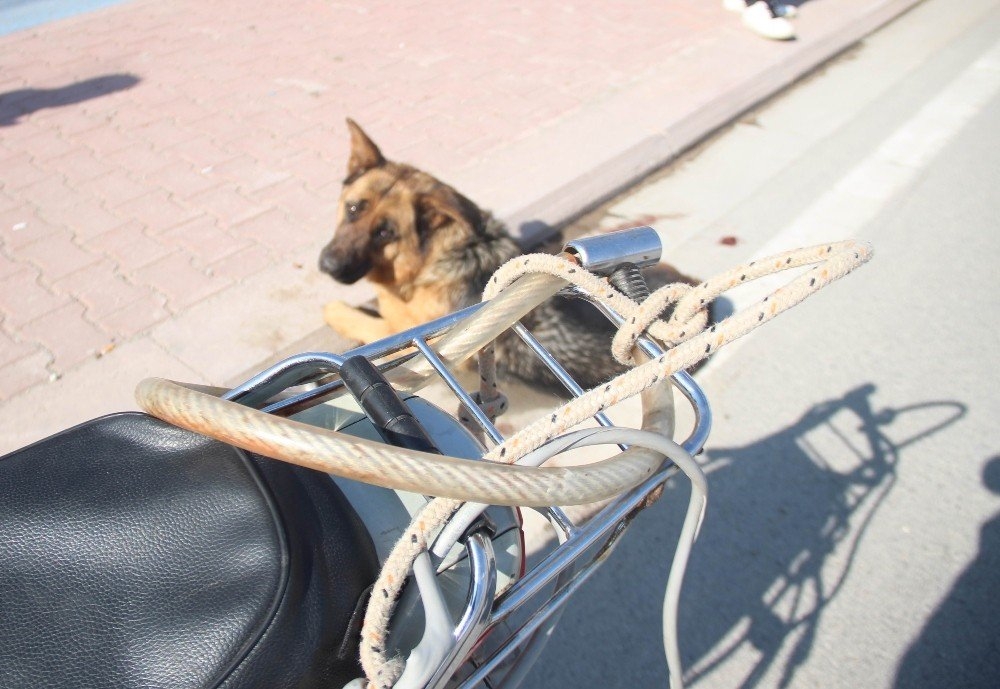Konya'da Köpeği Motosiklete Bağlayıp Sürüklediler 1