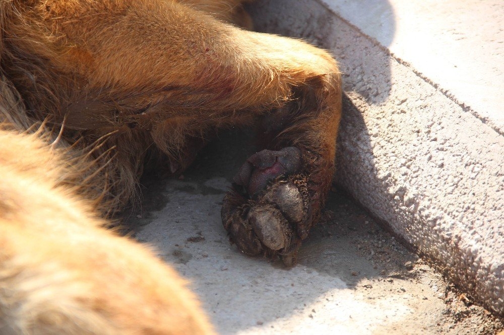 Konya'da Köpeği Motosiklete Bağlayıp Sürüklediler 7