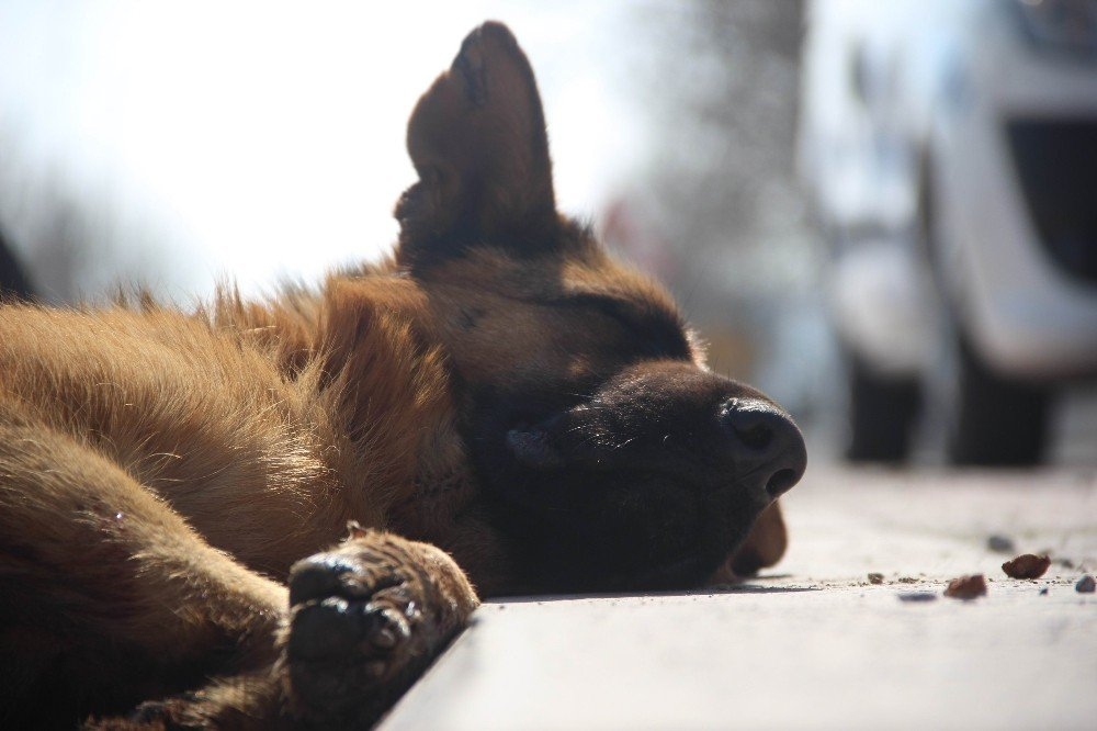 Konya'da Köpeği Motosiklete Bağlayıp Sürüklediler 8