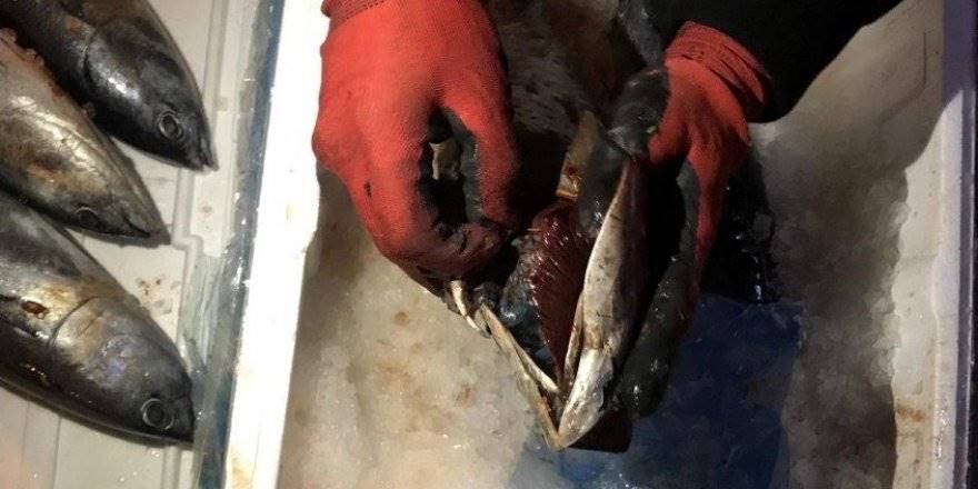 Mersin'de Balığın Solungacında Uyuşturucu Kaçakçılığı