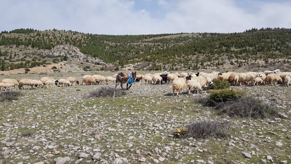KARDOF Kulübü Derneği'nden Yürüyüş Etkinliği 8