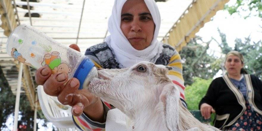 Mersin'de Annesi Ölen Keçiyi Bebekleri Gibi Besliyorlar