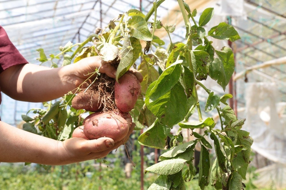 Şeker Hastası Annesi İçin Ekti, İlgiyi Üzerine Çekti 4
