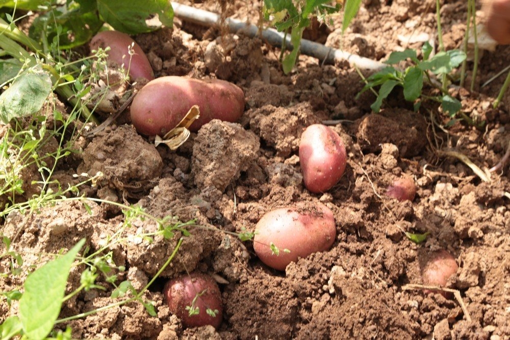 Şeker Hastası Annesi İçin Ekti, İlgiyi Üzerine Çekti 5