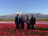 Karama'da, Lale Tarlası Görenleri Hayrete Düşürüyor