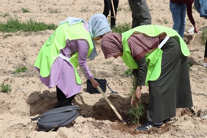 Karaman'da KYK Öğrencileri 300 Fidanı Toprakla Buluşturdu 9