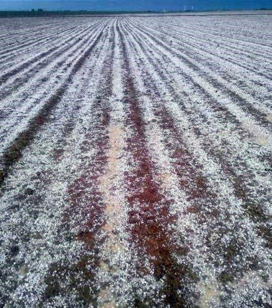 Aksaray’da Dolu Yağışı Tarım Arazilerine Zarar Verdi 3