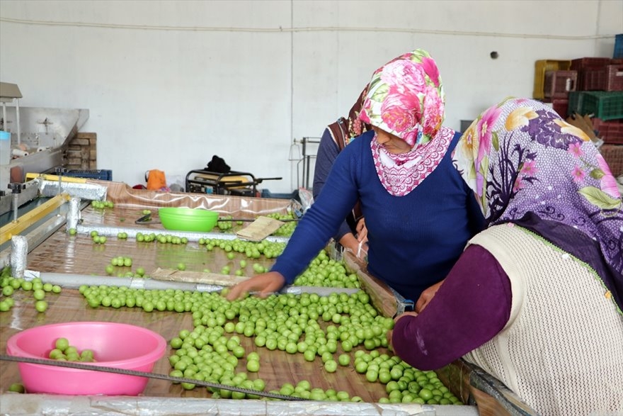 Göksu Vadisi'nde Üretilen Erikler Türkiye'nin Birçok Şehrine Gönderiliyo 1
