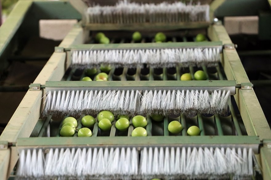 Göksu Vadisi'nde Üretilen Erikler Türkiye'nin Birçok Şehrine Gönderiliyo 10