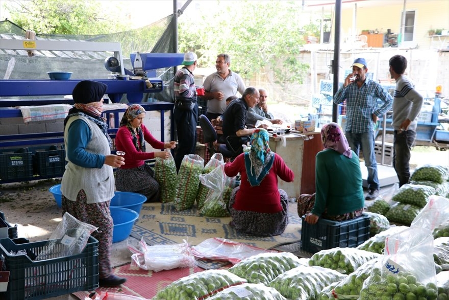 Göksu Vadisi'nde Üretilen Erikler Türkiye'nin Birçok Şehrine Gönderiliyo 11