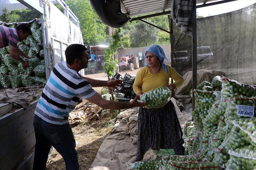 Göksu Vadisi'nde Üretilen Erikler Türkiye'nin Birçok Şehrine Gönderiliyo 12