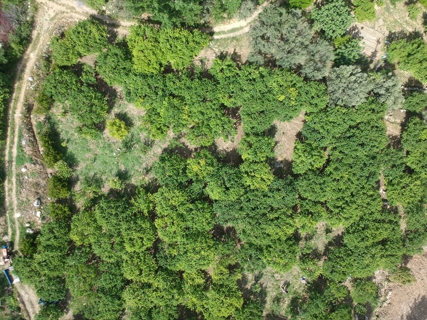 Göksu Vadisi'nde Üretilen Erikler Türkiye'nin Birçok Şehrine Gönderiliyo 13