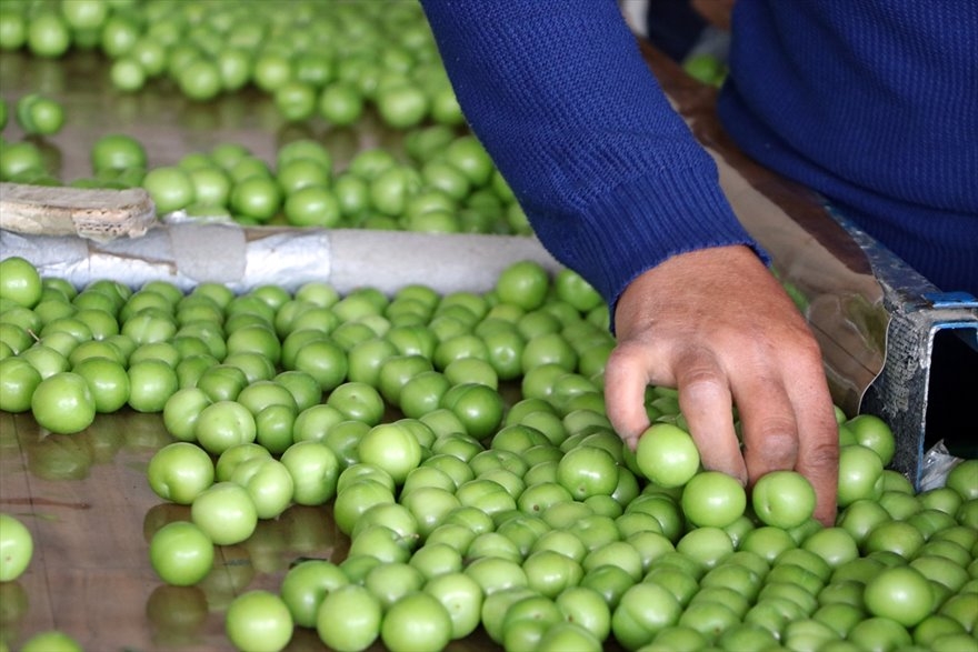 Göksu Vadisi'nde Üretilen Erikler Türkiye'nin Birçok Şehrine Gönderiliyo 2