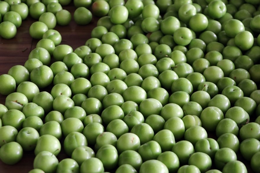 Göksu Vadisi'nde Üretilen Erikler Türkiye'nin Birçok Şehrine Gönderiliyo 3