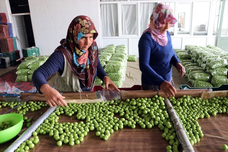 Göksu Vadisi'nde Üretilen Erikler Türkiye'nin Birçok Şehrine Gönderiliyo 4