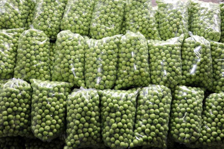 Göksu Vadisi'nde Üretilen Erikler Türkiye'nin Birçok Şehrine Gönderiliyo 5