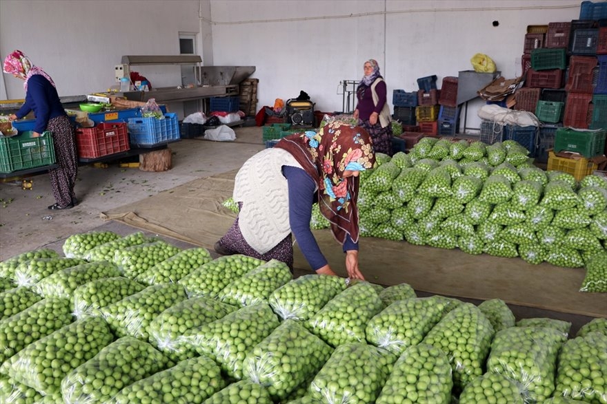 Göksu Vadisi'nde Üretilen Erikler Türkiye'nin Birçok Şehrine Gönderiliyo 6