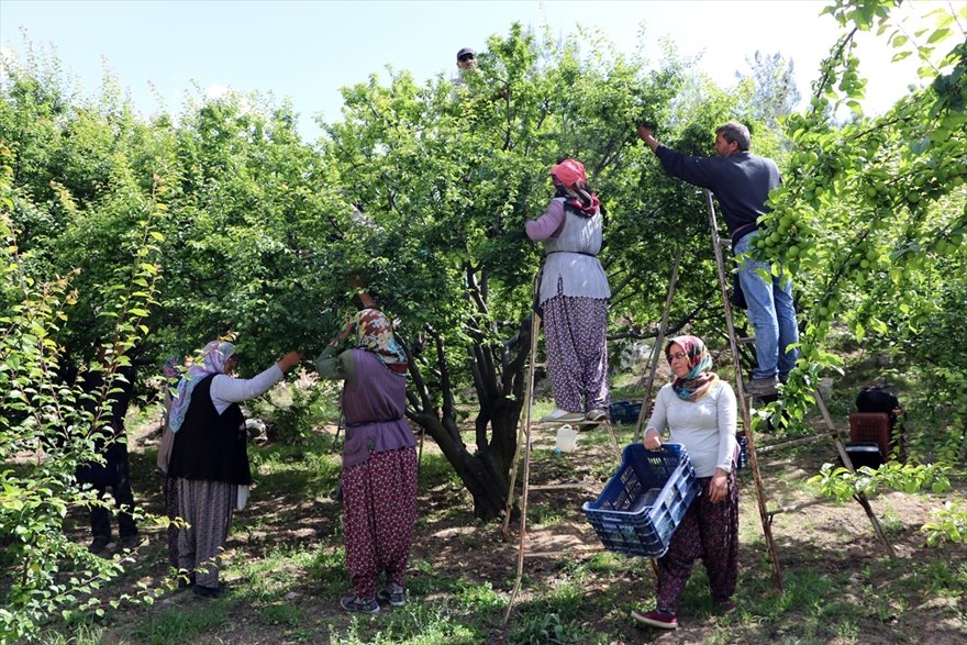 Göksu Vadisi'nde Üretilen Erikler Türkiye'nin Birçok Şehrine Gönderiliyo 7