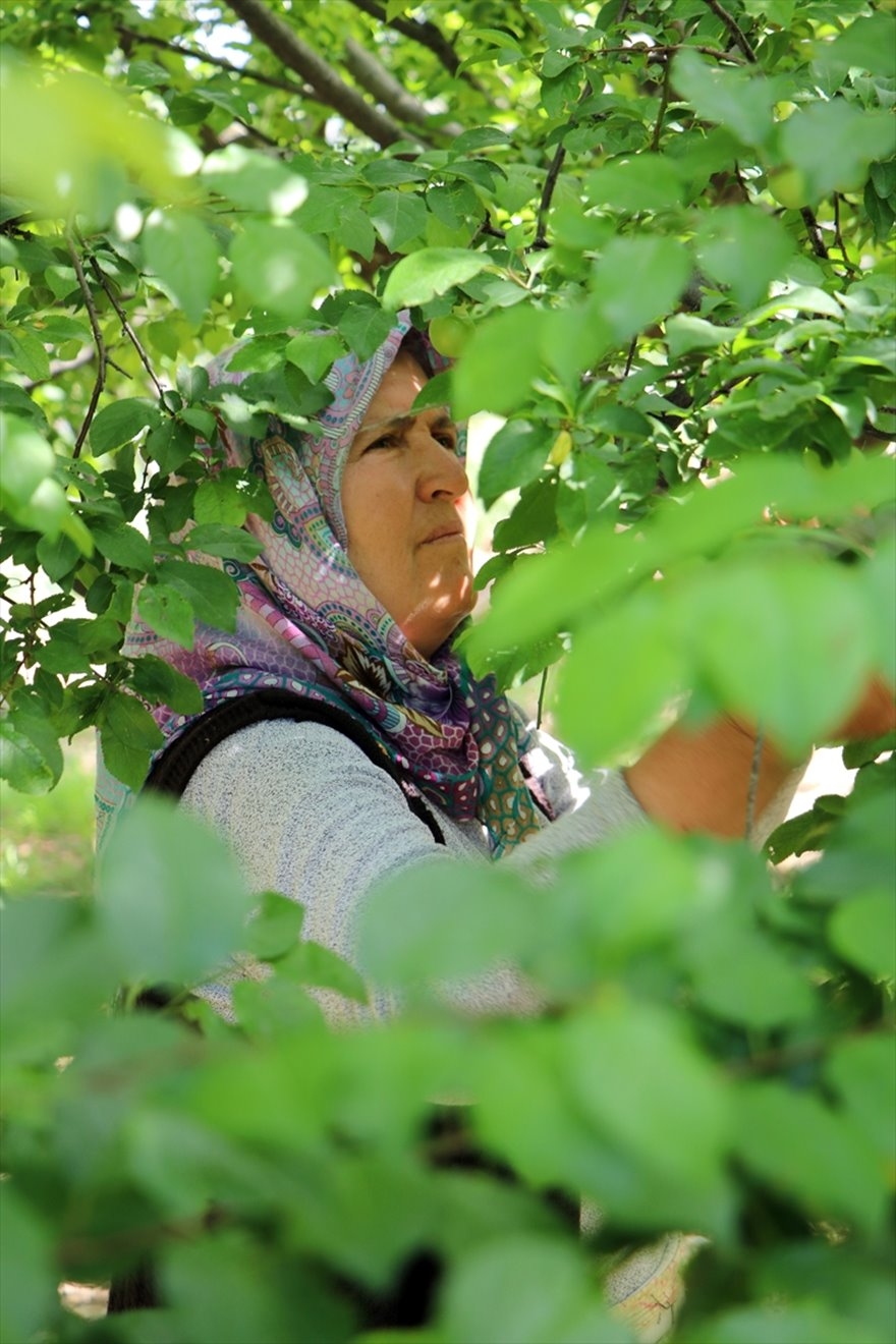Göksu Vadisi'nde Üretilen Erikler Türkiye'nin Birçok Şehrine Gönderiliyo 8