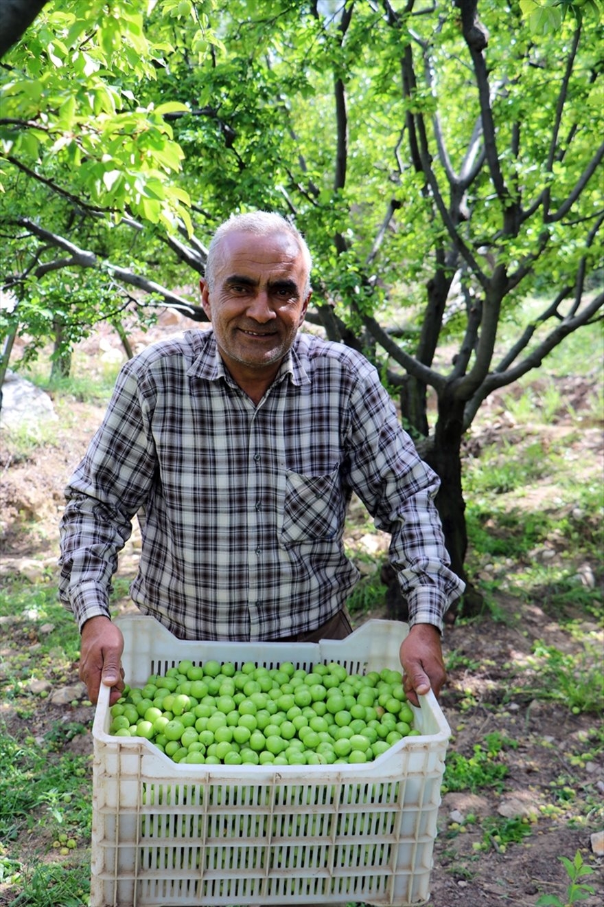 Göksu Vadisi'nde Üretilen Erikler Türkiye'nin Birçok Şehrine Gönderiliyo 9