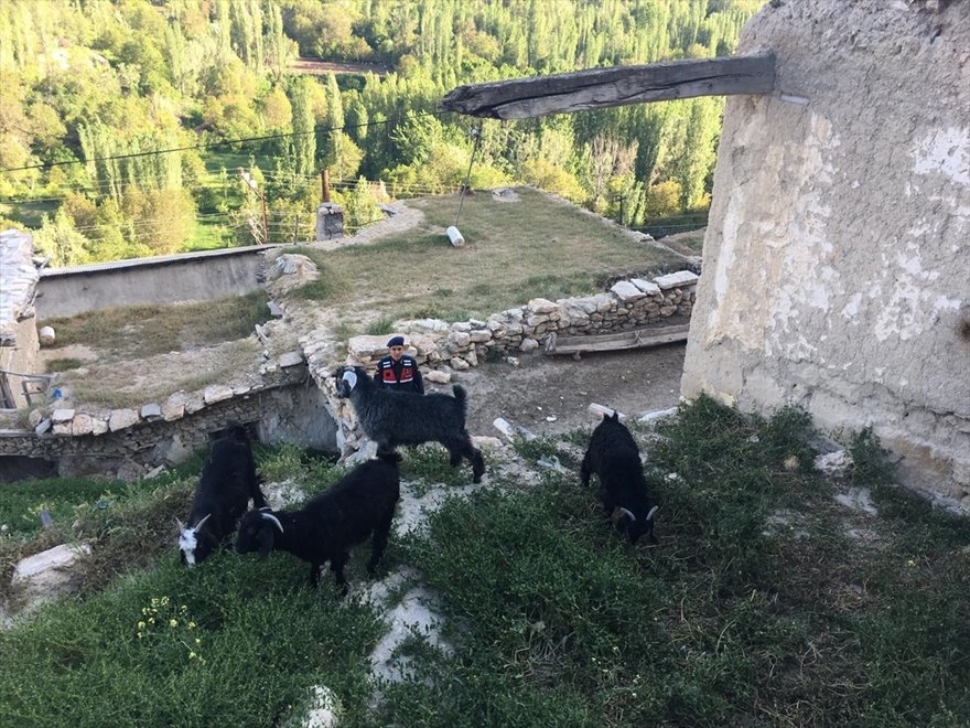 Karaman'da Kaybolan 4 Küçükbaş Hayvan Bulundu 2