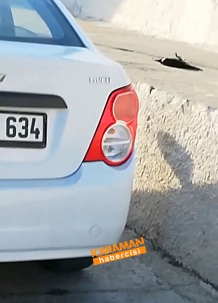 Antalya'da Kargaları Öldürdüler 1