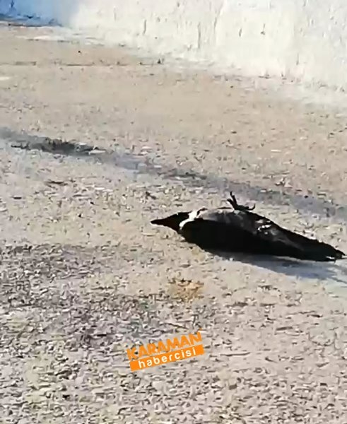 Antalya'da Kargaları Öldürdüler 3