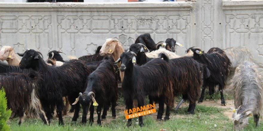 Karaman'da Kaza Sonrası Hayvanlar Yola Dağıldı
