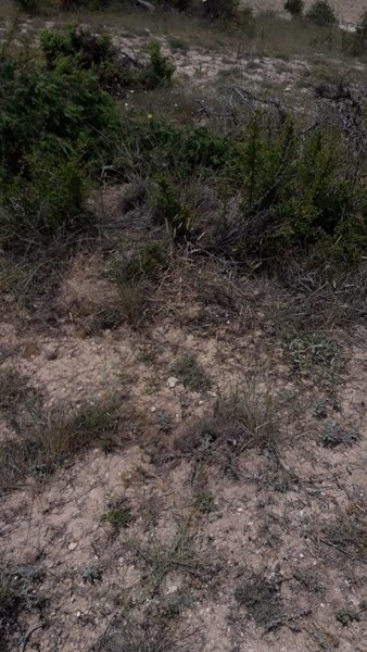 Laleliler Kesilen Ağaçlara Tepki Gösterdiler 10