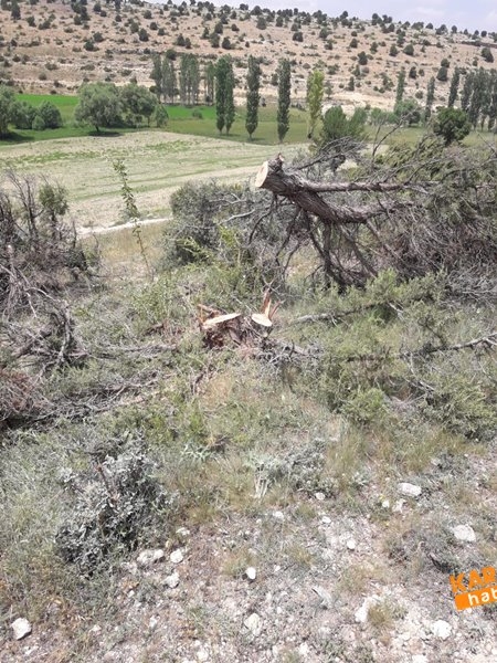 Laleliler Kesilen Ağaçlara Tepki Gösterdiler 12