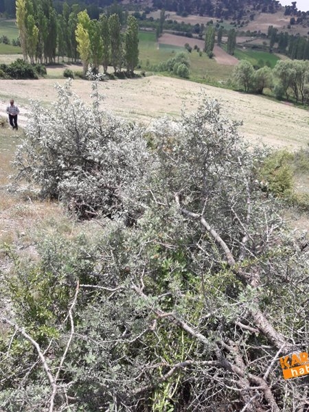 Laleliler Kesilen Ağaçlara Tepki Gösterdiler 13