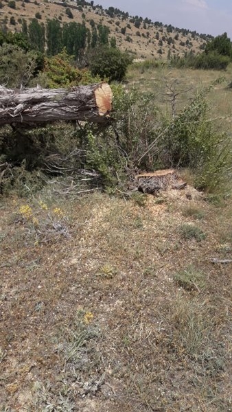Laleliler Kesilen Ağaçlara Tepki Gösterdiler 3