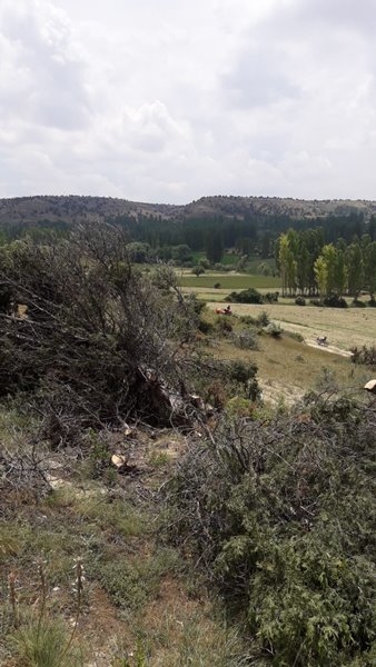 Laleliler Kesilen Ağaçlara Tepki Gösterdiler 4