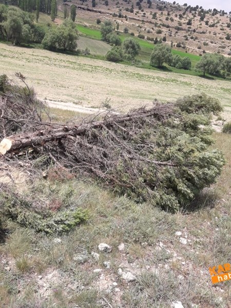 Laleliler Kesilen Ağaçlara Tepki Gösterdiler 6