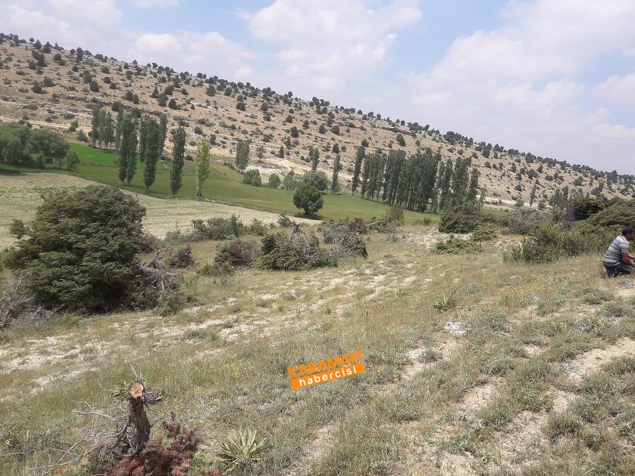 Laleliler Kesilen Ağaçlara Tepki Gösterdiler 9